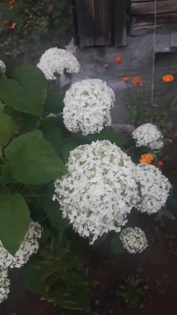 Древовидная гортензия