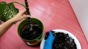 Посадка диффенбахии - это просто! 5 минут и грунт новый,