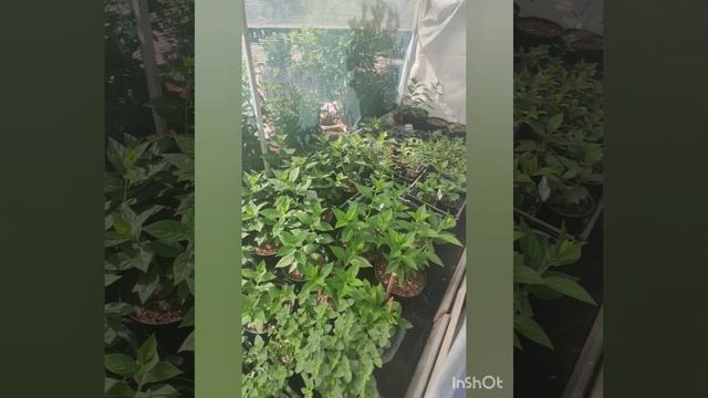 Система туманообразования своими руками🚿🔧. Саженцы смотреть онлайн