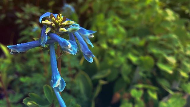 Ты с ГОЛОДУ МАТЬ не помрешь, тебя весь ДОМ КОРМИТ, отда? смотреть онлайн