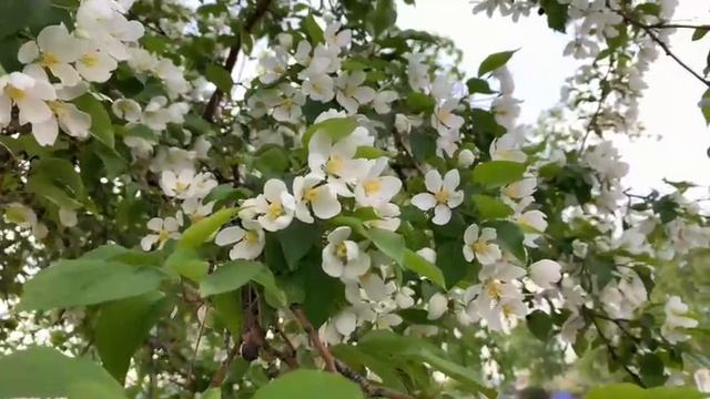 1004.🎼. André Rieu -«And The Waltz Goes On (И вальс продолжается) смотреть онлайн