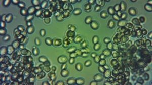 Деление дрожжей