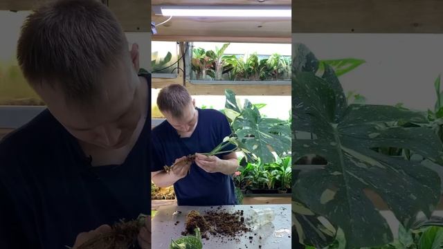 Тайское созвездие #монстера #растения #растенияпочтой смотреть онлайн