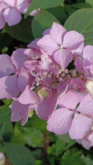 Hydrangea serrata  Bluebird. Varieties of hydranges. Гортензия Блюберд #garden #sho