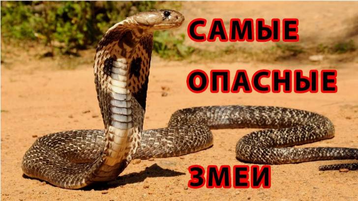 ТОП 10 САМЫХ ОПАСНЫХ ЗМЕЙ