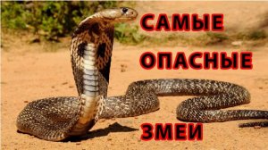 ТОП 10 САМЫХ ОПАСНЫХ ЗМЕЙ