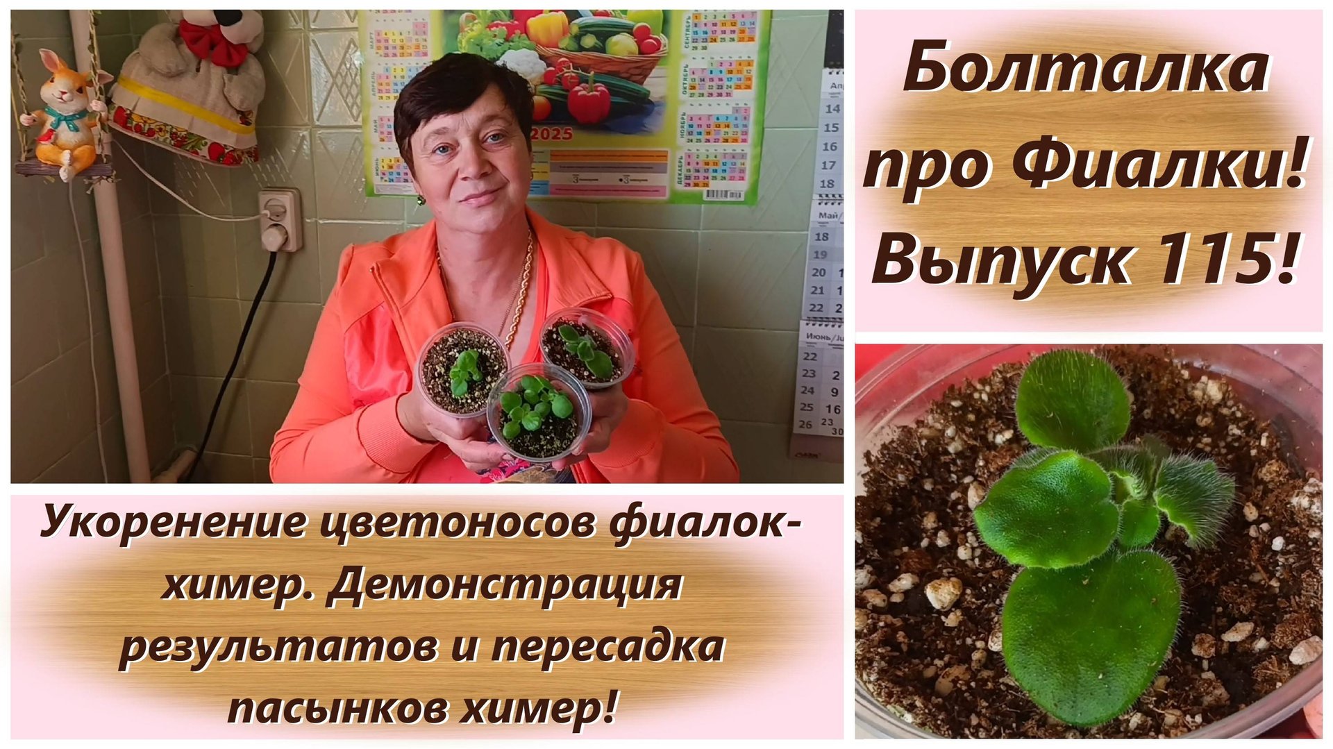 Болталка про Фиалки! Выпуск 115! Укоренение цветоносов фиалок-химер. Демонстрация результатов! смотреть онлайн