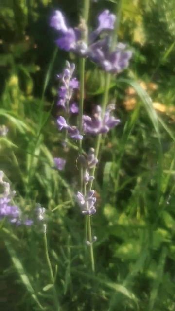 Лаванда зацветает! смотреть онлайн