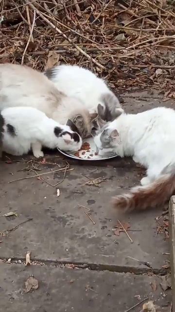 кошачки и котëнок едят корм смотреть онлайн
