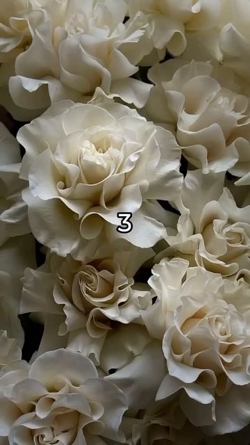 Какой я цветок? #доставкацветов #цветы #доставкацветов смотреть онлайн