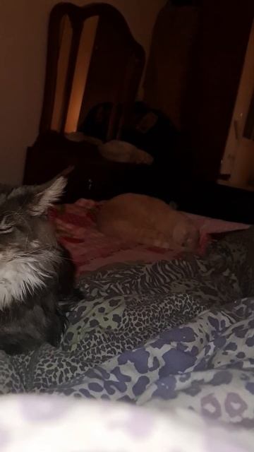 Выключи лампочку,мы спать хотим🤣#follow4like #shorts #мейнкун?