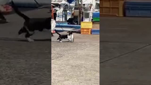 Любители рыбки✌️😉😂😂😂 смотреть онлайн
