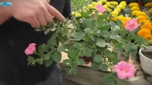 🌸 Как добиться невероятной пышности у петунии? Простые шаги для роскошного цветения!