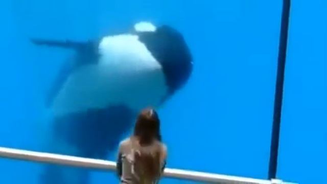 Кит убийца в деле/ Прикол смотреть онлайн