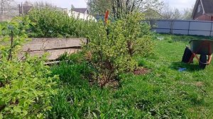 Жимолость: уход, обрезка и подкормка для богатого урожая