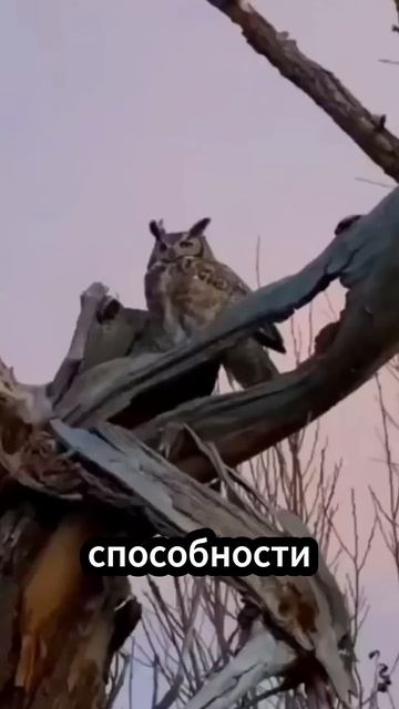 Эта птица никогда не садится на землю и спит в полете! смотреть онлайн