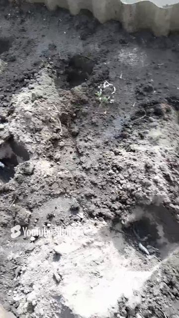 Лучшее натуральное удобрение для помидор смотреть онлайн