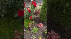 Клумба перед домом.  Роза Моника Беллуччи.