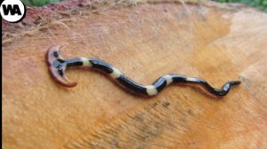 Вот Кого Бояться Улитки