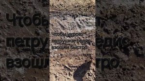 Чтобы редис, укроп и петрушка взошли быстро.#Секреты п?