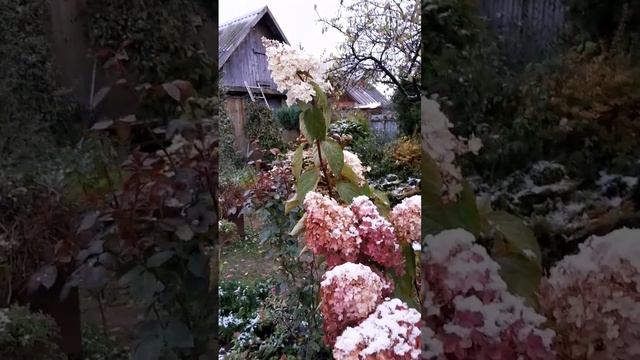 #скоро_зима #гортензии #мой_сад #райскийуголок #гортенз