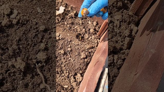 СЕЙТЕ СЕВОК ТАК! БУДЕТЕ СУРОЖАЕМ! смотреть онлайн