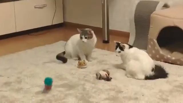 09.02.2019 - Кошечка Хасинда и котик Кейсон уехали в один дом (видео из дома) смотреть онлайн