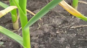 ЖЕЛТЕЕТ чеснок в ИЮЛЕ? Почему? ЧТО делать? ЧЕМ обработать и подкормить?