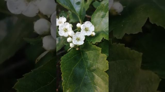 уже цветёт боярышник..