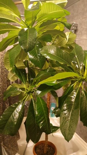 Плюмерия #Plumeria.. большущая.. Банный день смотреть онлайн