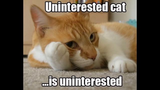 2014 New Funny Videos - The Best Cat Vine Compilation, August 2014 | Смешные коты! смотреть онлайн