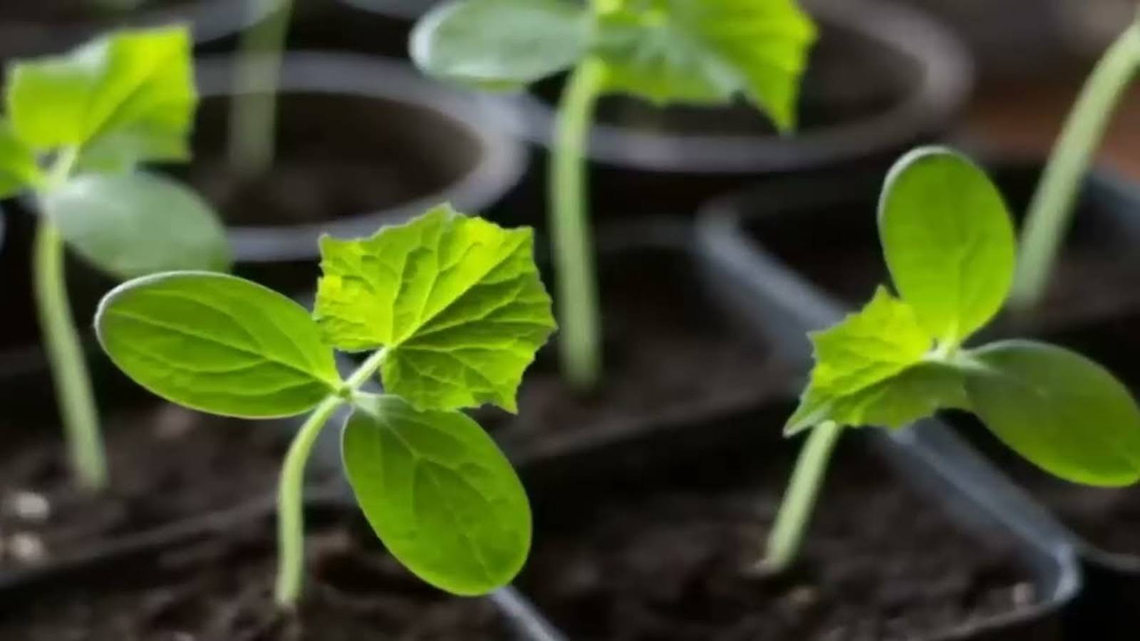 Я ОБАЛДЕЛ! В МАЕ 1 Капля и Огурцы Будут Толстыми Крепышами. Подкормка огурцов смотреть онлайн