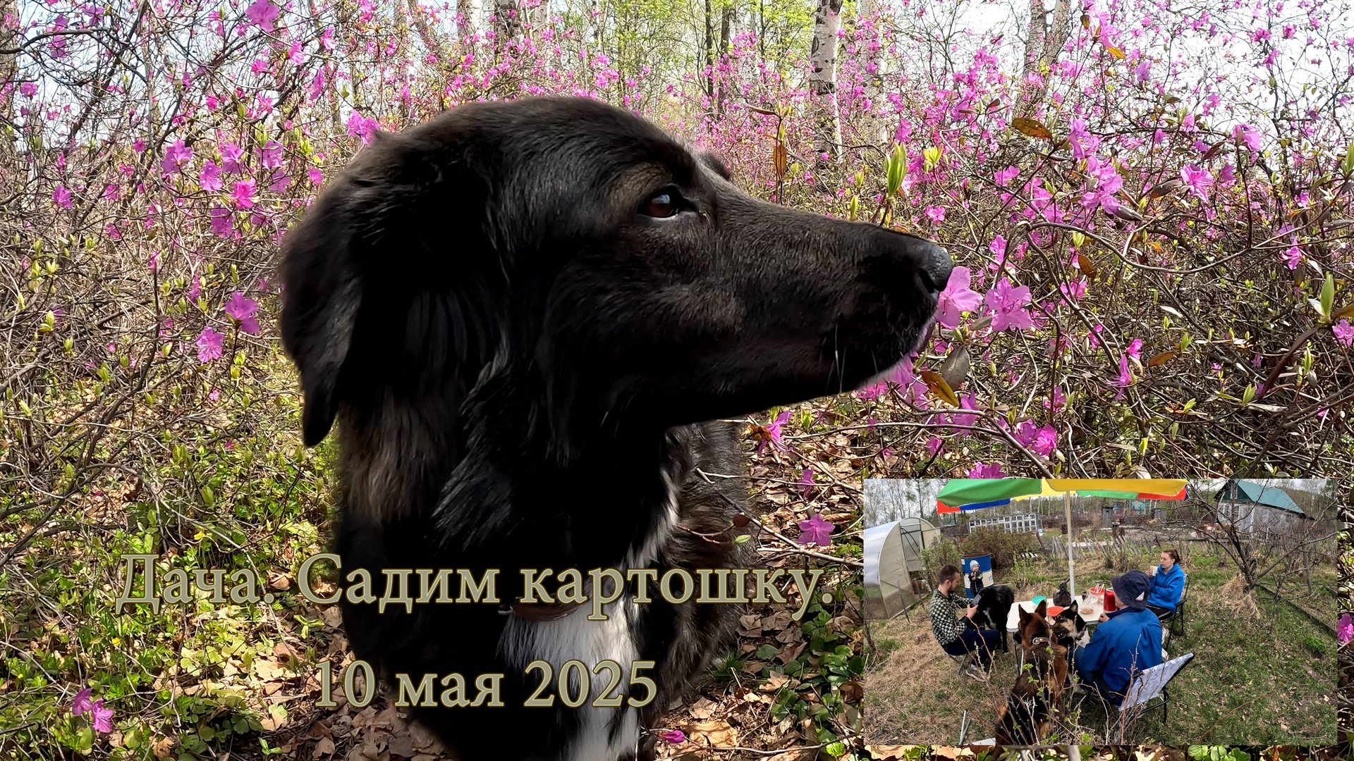 Дача. Садим картошку. 10 мая 2025 смотреть онлайн