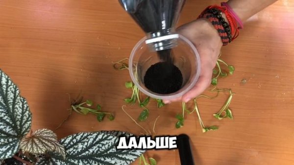 Tissue culture САЖАЕМ КЛОНОВ МОНСТЕРЫ ТАЙСКОЕ СОЗВЕЗДИЕ