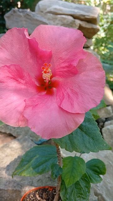 #гибискус #цветы #сад #красота #flowers #комнатныерастения смотреть онлайн