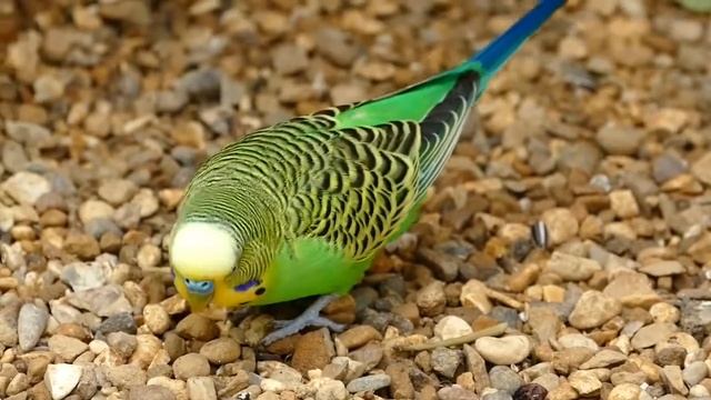 анекдот смотреть онлайн