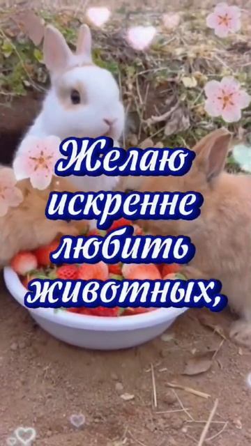 4 октября День защиты животных! Берегите живот? смотреть онлайн