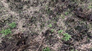 КОП МЕТАЛЛА 22 04 2025