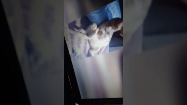 Приколы про кошек но вы потписывайтесь нена канал кирилл гро бро а на канал дездорожье по лесу на м смотреть онлайн