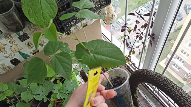 Вкусняшки растут на лоджии