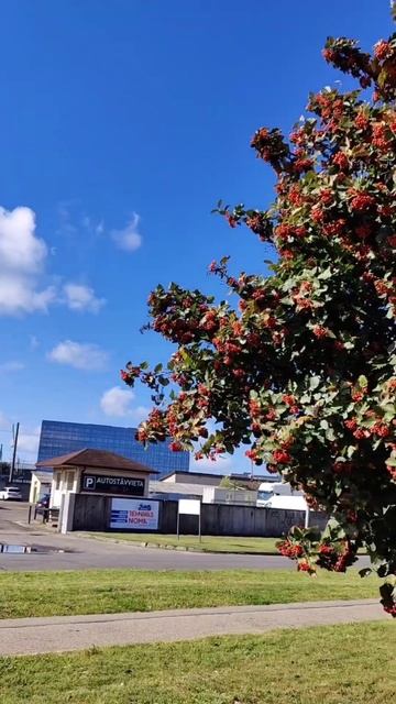 Боярышник Лавалье Карриери. Hawthorn Lavalier Carrieri. #riga #nature