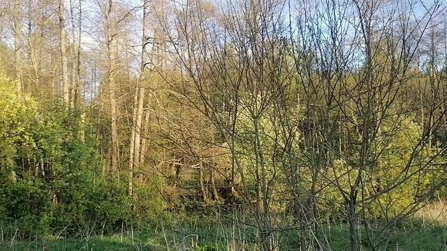 11 мая, холодрыга продолжается. Пересаживаю пчёл. Сделал пасеку на сотке, надо заселить 5 семей смотреть онлайн