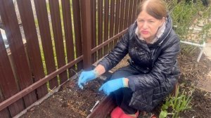 Лук чернушку сажаем в открытый грунт.