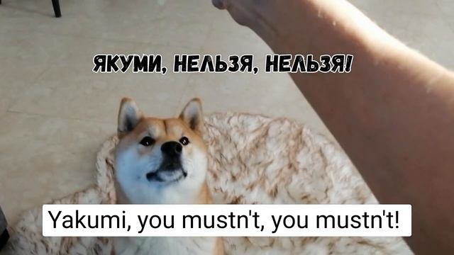Забавная собака и сыр:) смотреть онлайн