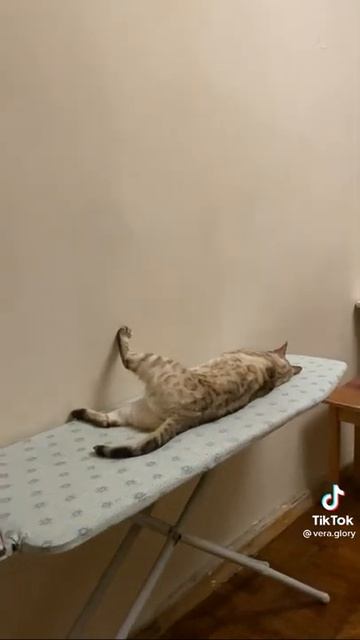 Приколы с котами . Тик ток котики #Shorts #Приколы #Коты смотреть онлайн