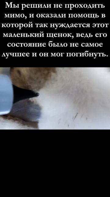 Увидели щенка в дождевой луже. Малыш замерзал, но еще п смотреть онлайн