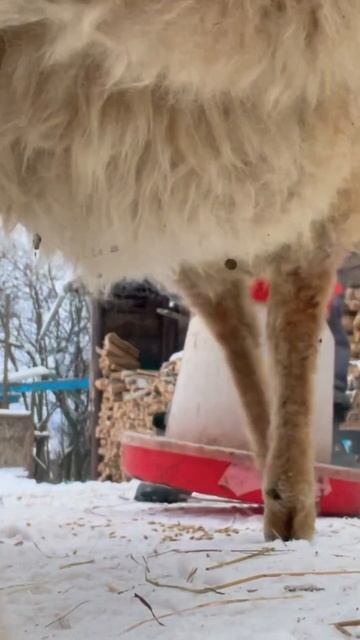 #животные #ферма #дача #семейнаяферма #animals #сарай #бара? смотреть онлайн