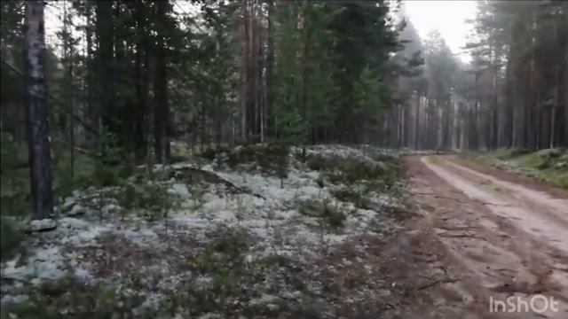 Собираем белые грибы и сдаем по смешной цене..... смотреть онлайн