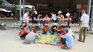 Ферма Бушкрафт в Пханге,сбор и продажа медоносной дыни.