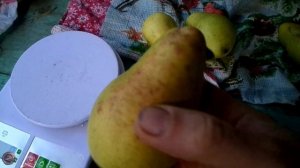 груша-САНТА-МАРИЯ